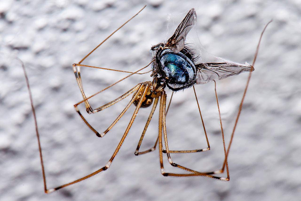 Les araignées sont-elles plus nombreuses en hiver