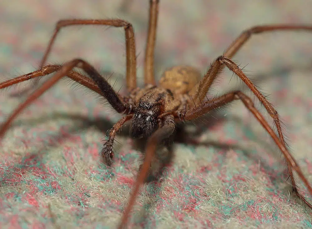 Les tégénaires (Tegenaria)