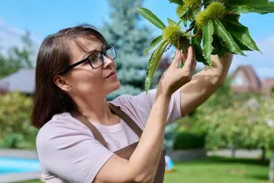 Qu'est-ce qu'un arbre caduc