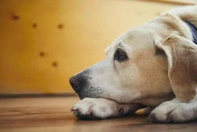 quels sont les symptômes de l’arthrose chez le chien ?