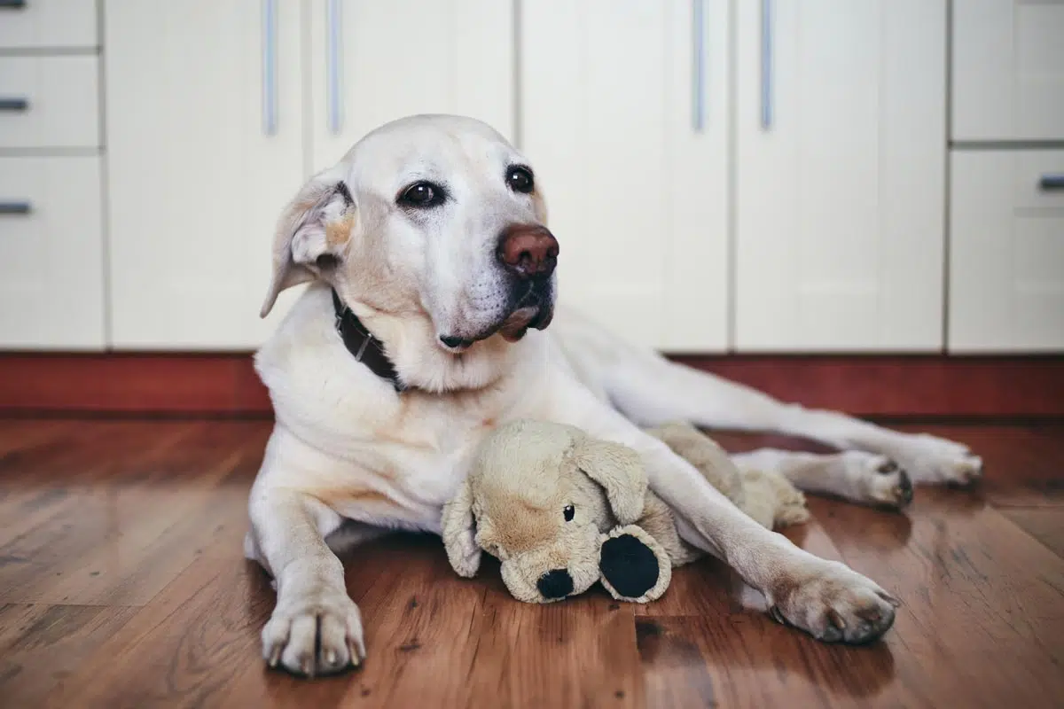 Arthrose chien âgé