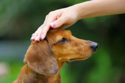 Comment bien éduquer son chien