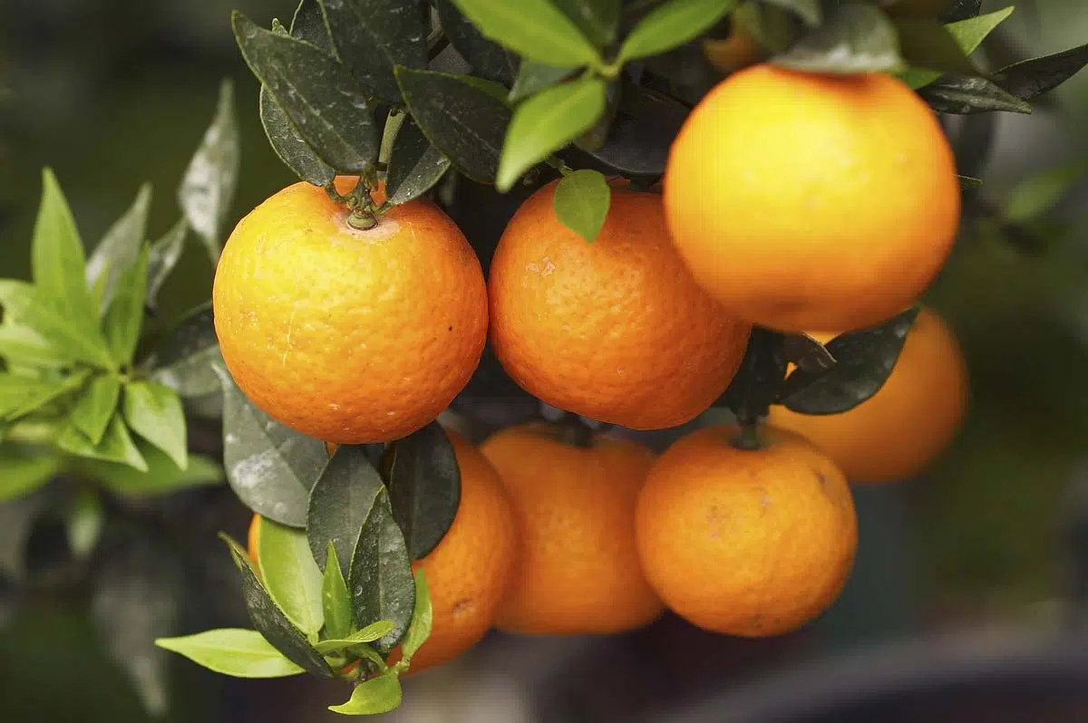 oranges amères du bigaradier