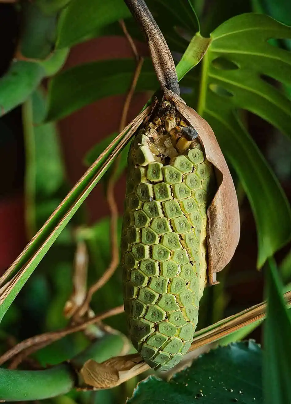 Fruit du cériman