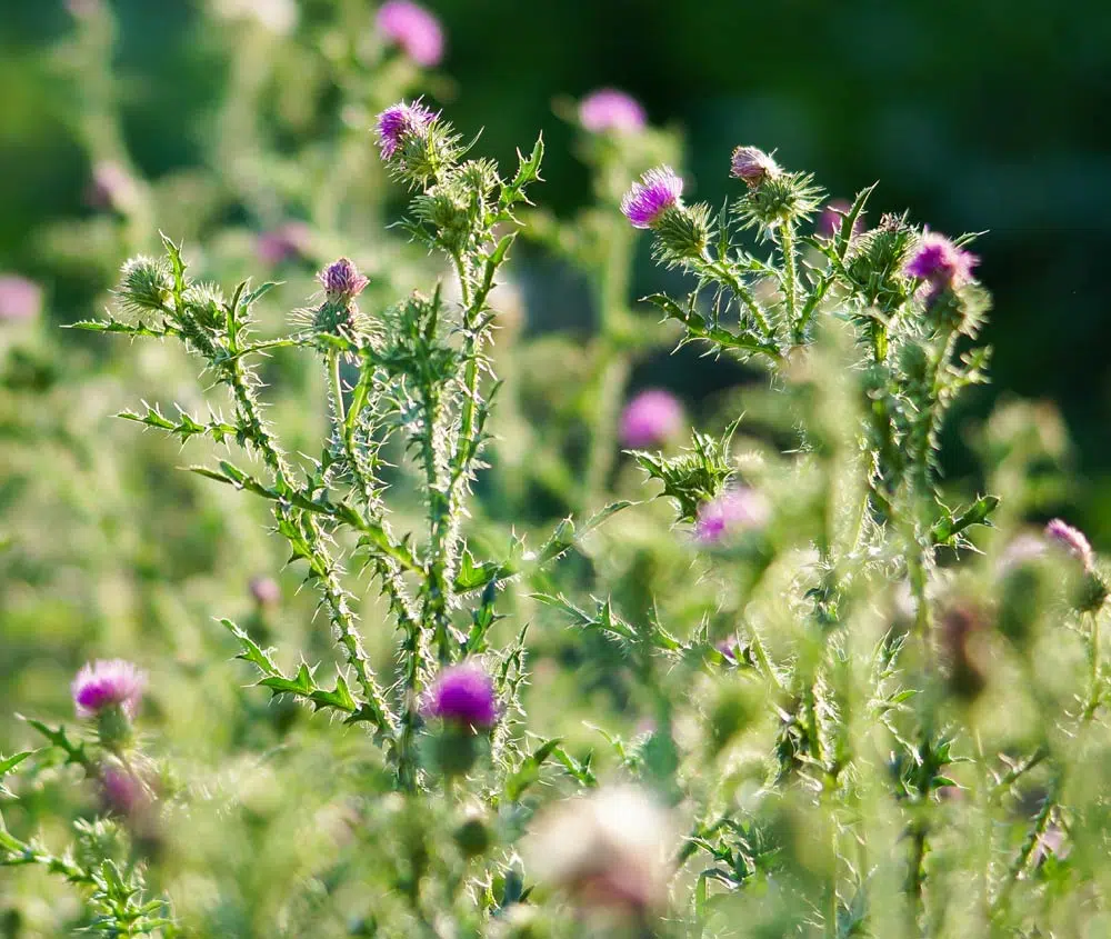Le chardon des champs, Cirsium arvense
