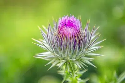 Comment se débarrasser des chardons qui envahissent le jardin