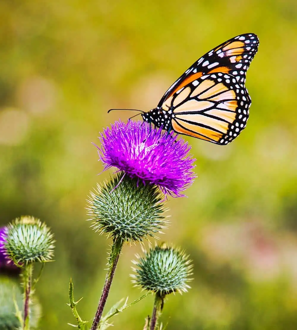 Papillon sur un chardon.