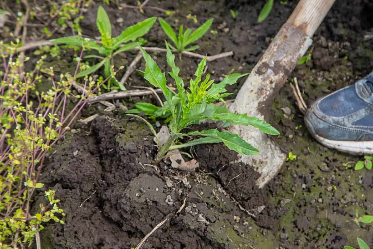 se débarrasser efficacement des chardons