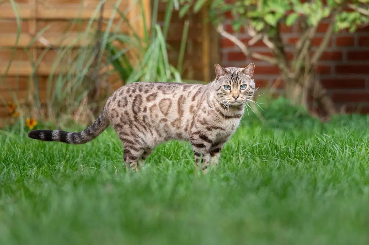 Chat musclé et athlétique