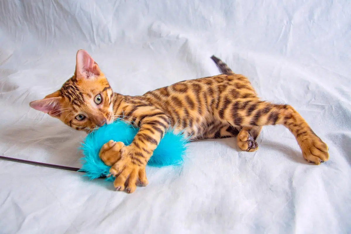 chaton bengal