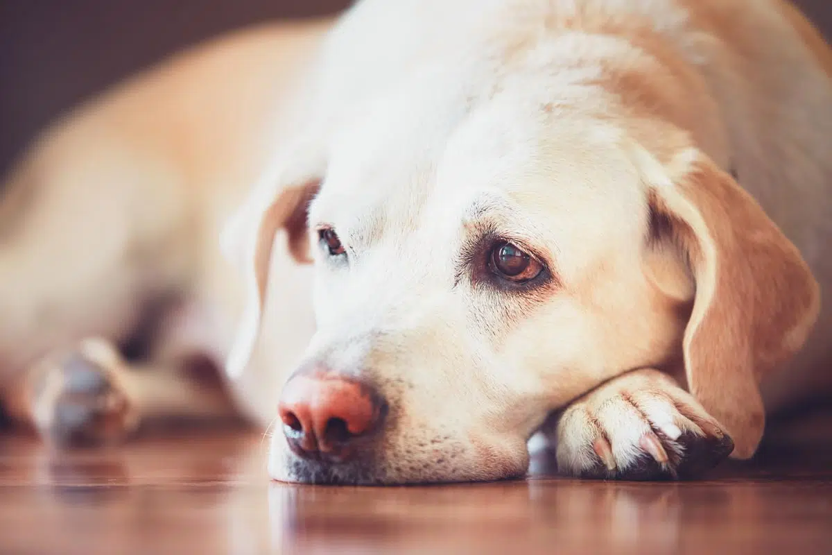 Chien souffre d'arthrose