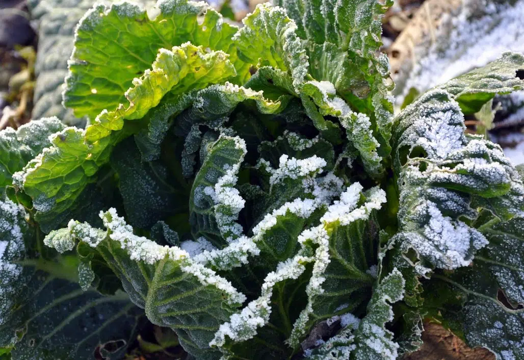 Chou au potager