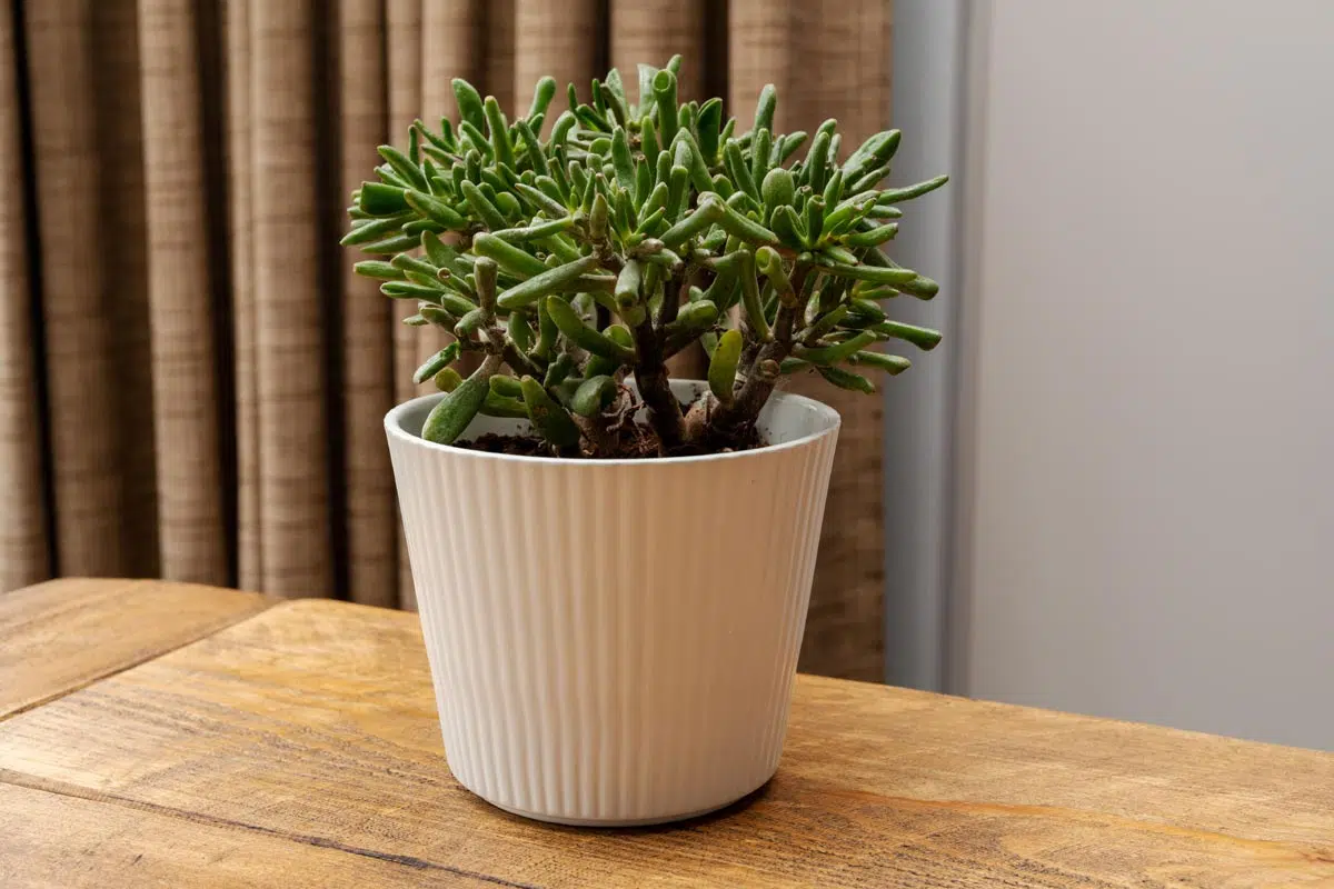 Crassula ovata ou arbre de jade