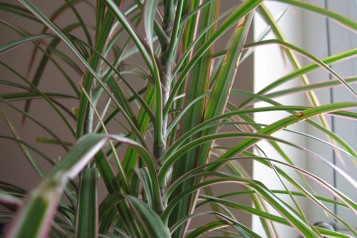 Dracaena plante dragon