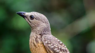 Durée de vie des oiseaux