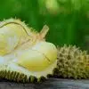 Durian, un fruit qui commence par la lettre D
