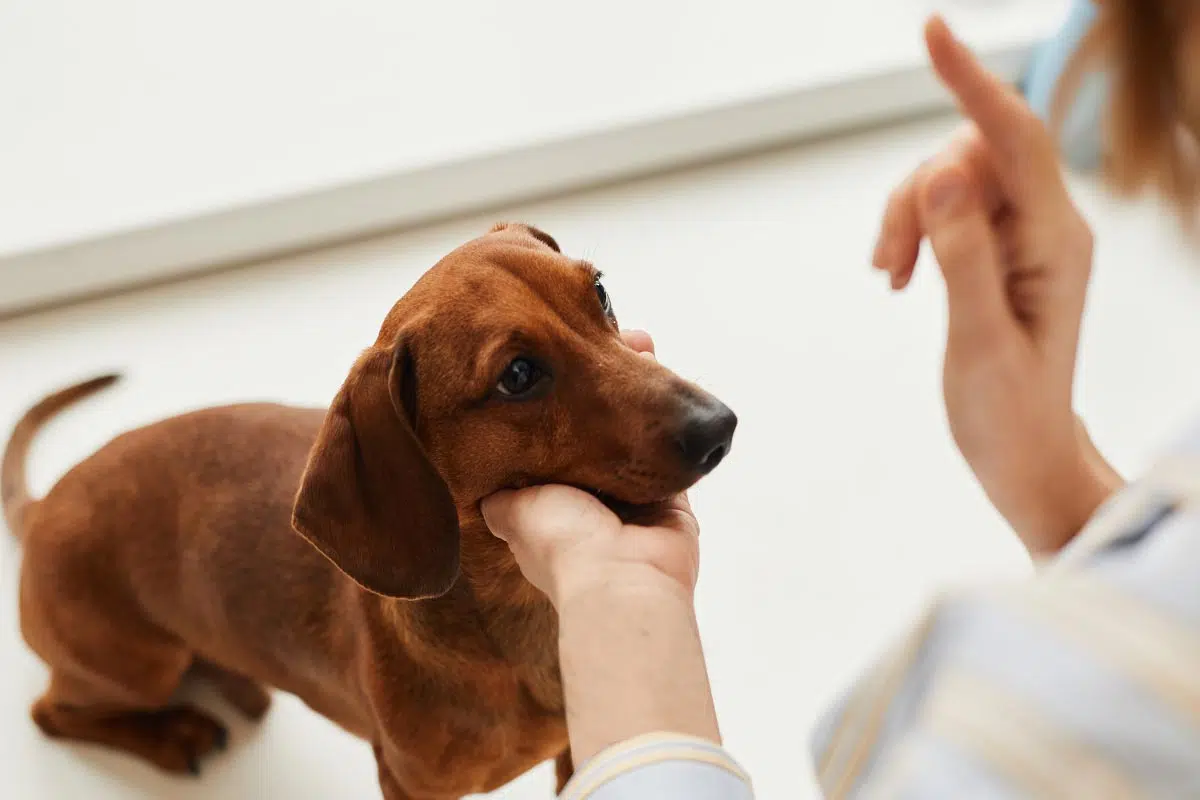 Comment punir son chien efficacement ?