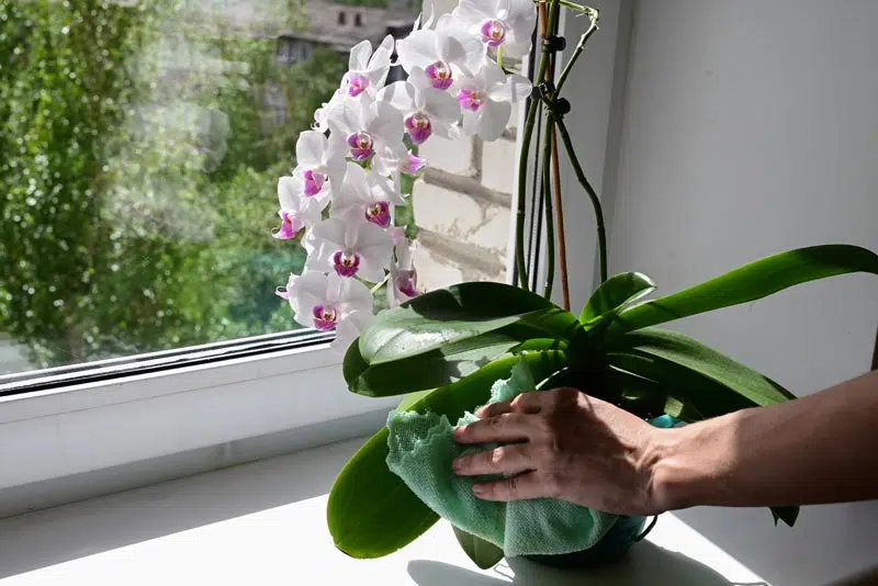 Entretien orchidée
