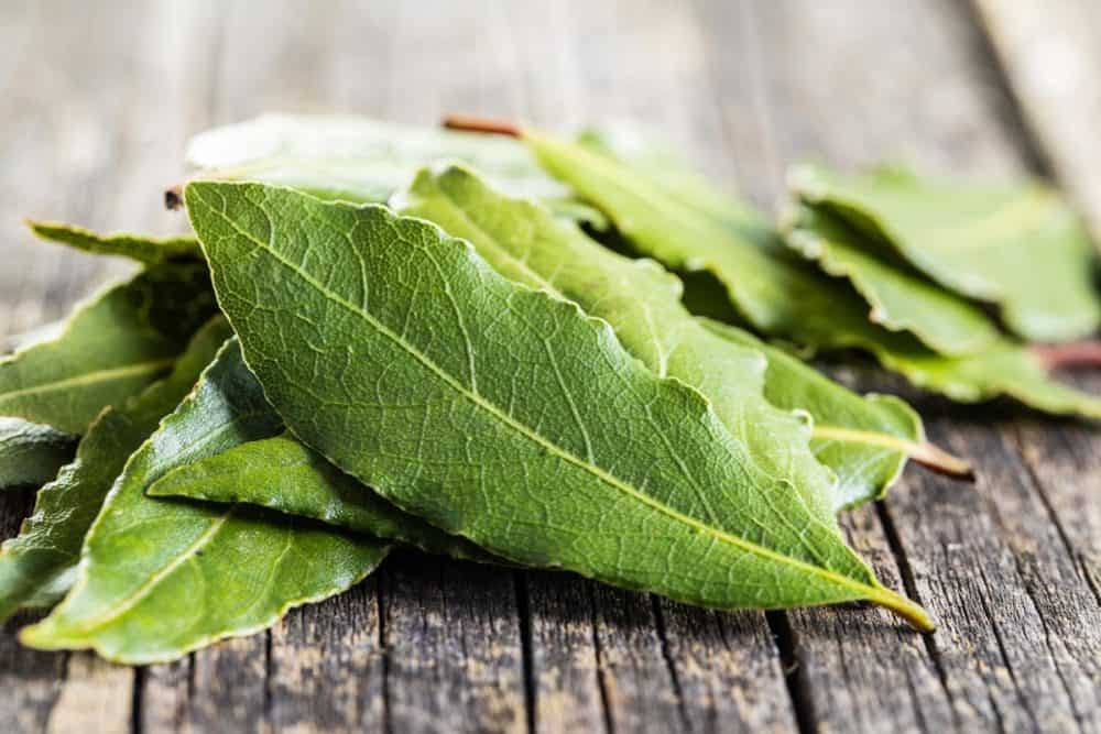 Combien De Feuille De Laurier Sous L'oreiller www.autourdupotager.com