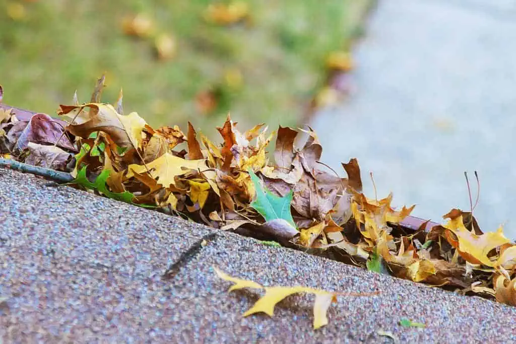 Feuilles qui bouchent la gouttières.