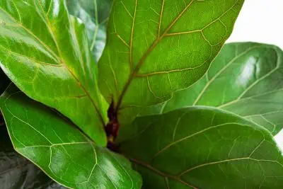 Entretien ficus lyrata