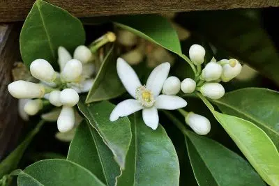 Fleurs bigaradier