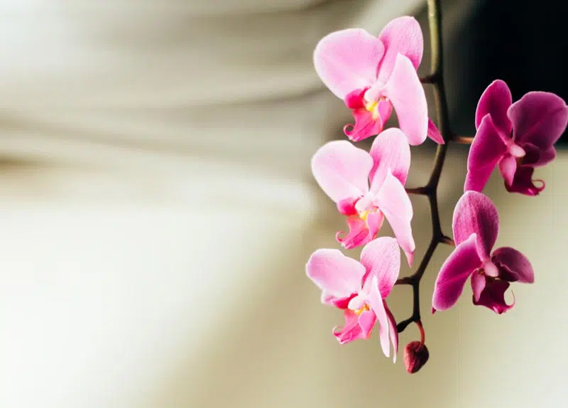 Orchidée, fleurs en grappe