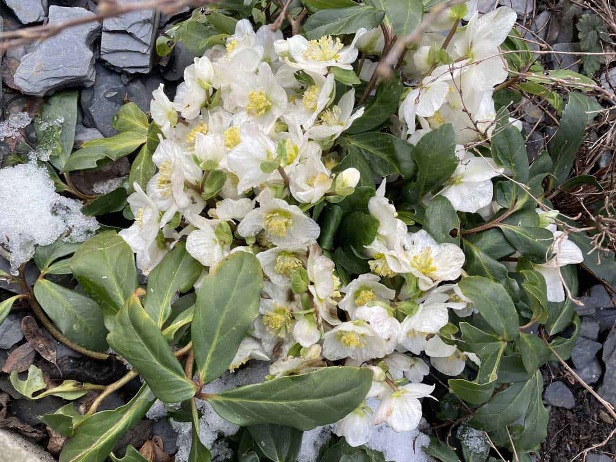 Hellébore (Helleborus) en fleurs dans le jardin.