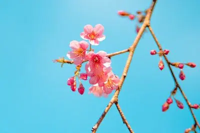 Que représentent les fleurs de cerisier dans la culture japonaise ?