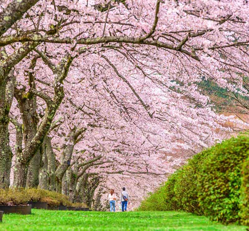 Allée de cerisiers du Japon.