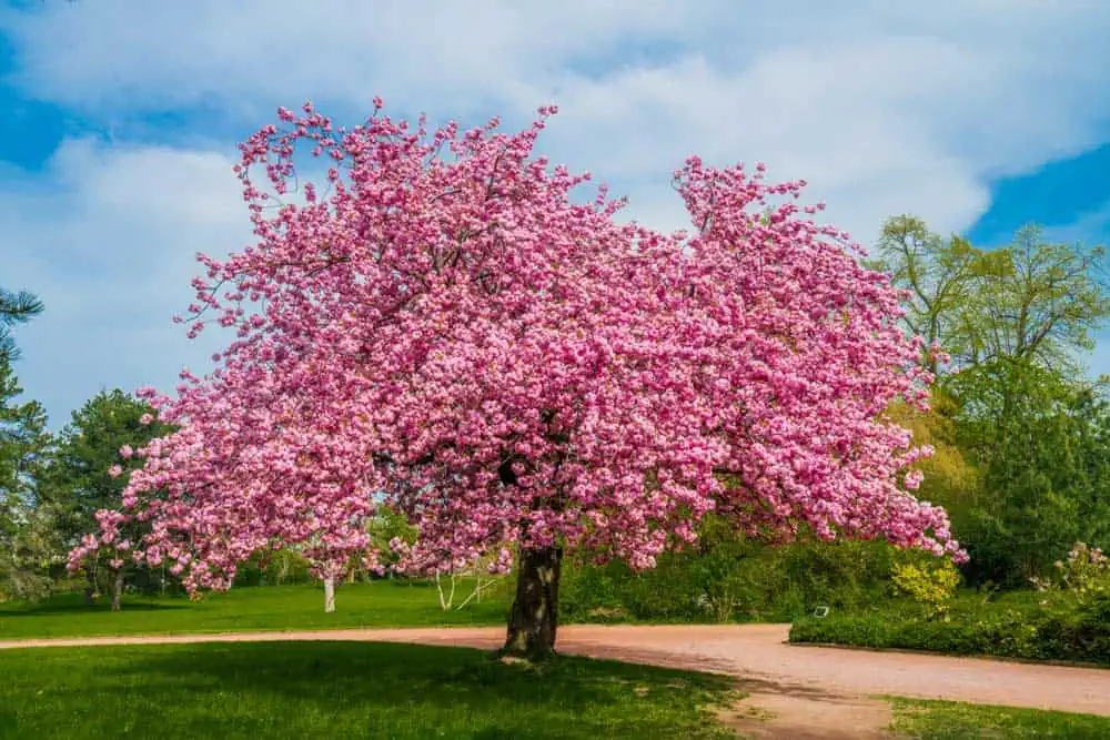 Le sakura japonais.