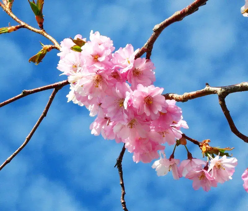Gros plan sur des fleurs de cerisier du Japon.