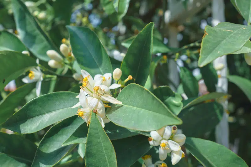 Fleurs Neroli