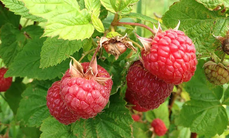 Framboise