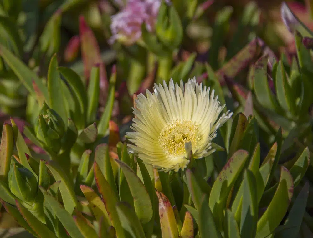 Griffe de sorcière, Carpobrotus edulis et Carpobrotus acinifolia.