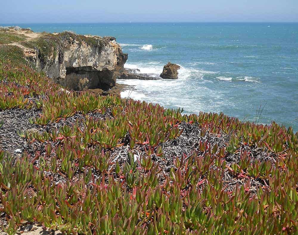 Griffe de sorcière en bordure de littoral.