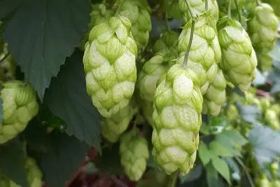 Pourquoi planter le houblon en hiver?