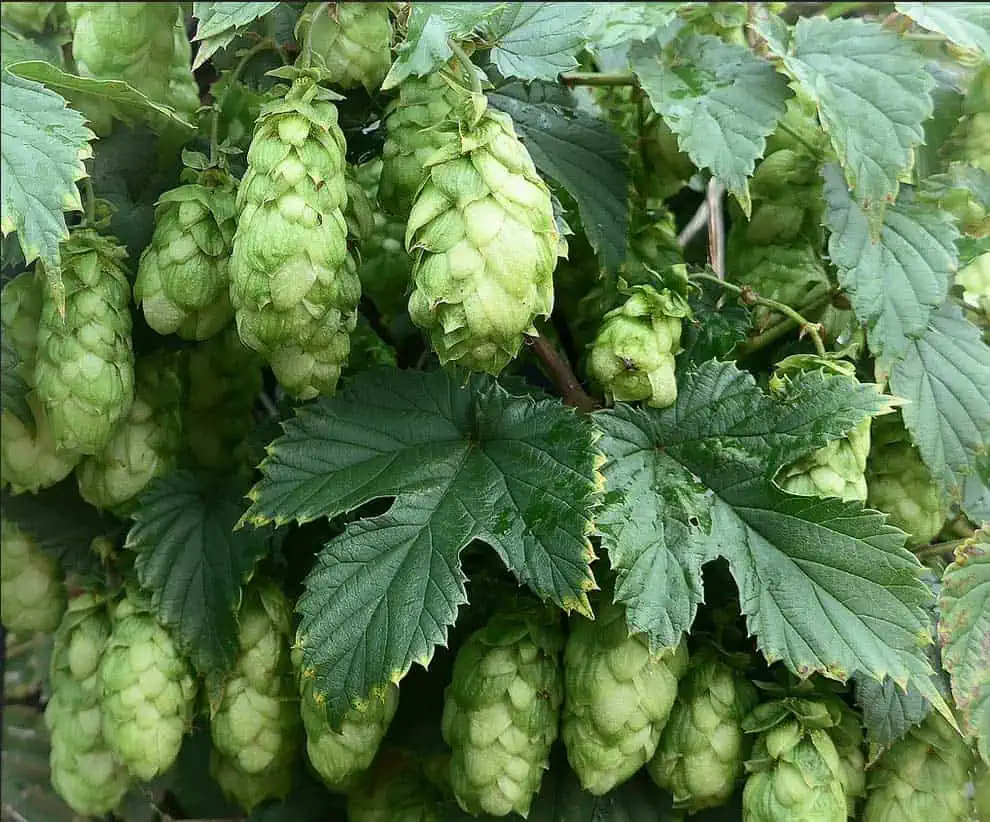 Le houblon (Humulus lupulus)