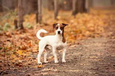 Le Jack Russel