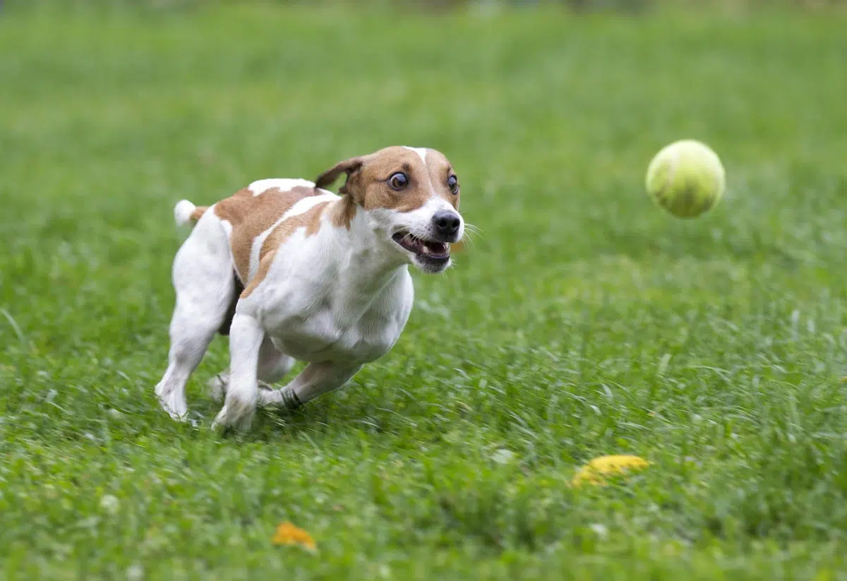 Jack Russel en action. 