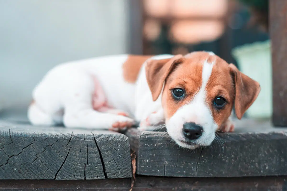 Jack Russel chiot