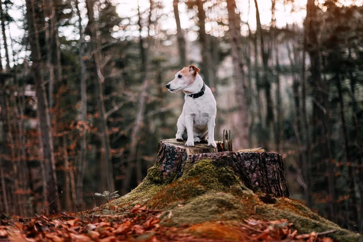 Jack Russell en forêt à l'automne