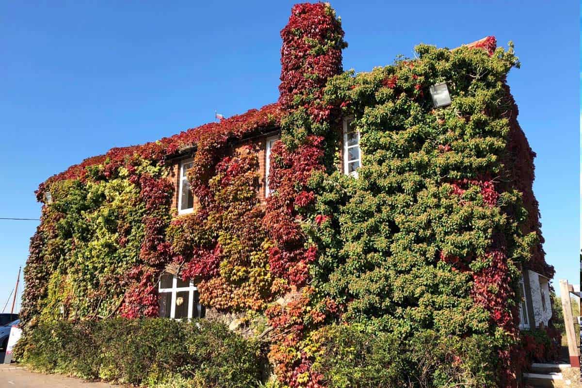 Comment éradiquer du lierre envahissant qui recouvre un mur
