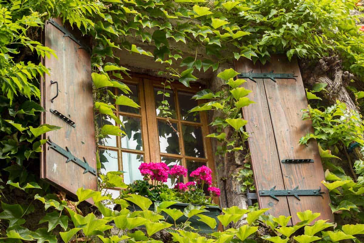 Lierre sur la façade d'une maison.