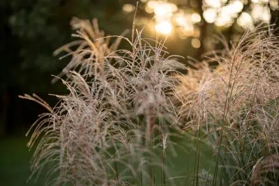 Miscanthus graminée