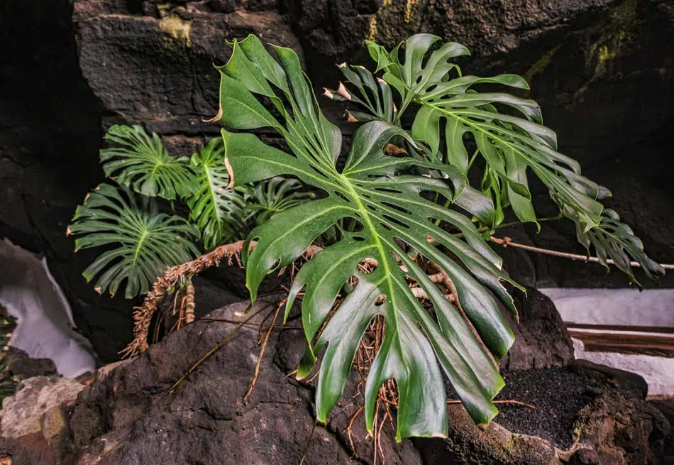 Monstera deliciosa