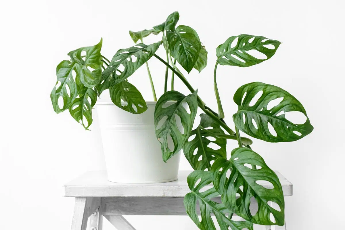 Monstera