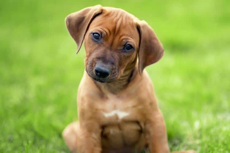 Nom de chiot en 2024