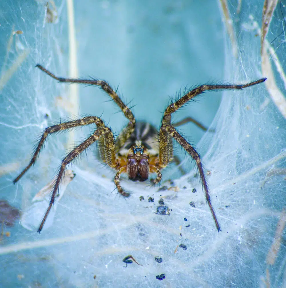 Araignée dans la maison