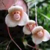 Orchidée tête de singe